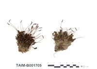 藏品(仙鶴苔)的圖片